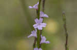 Texas vervain